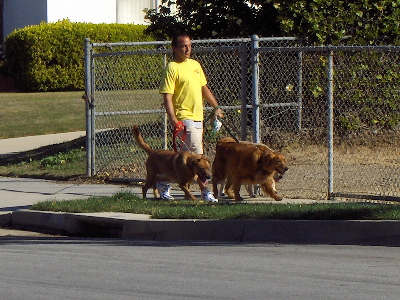 Rusty,Sunnyboy and Lilly 2 15 08(1).JPG